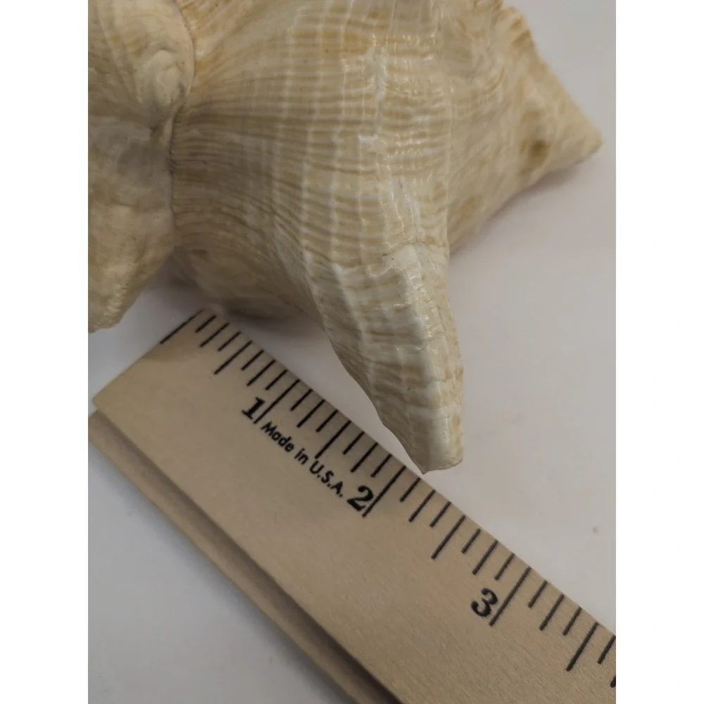 🏖️Large Vintage Pink-Lipped Murex Sea Shell Natural Ocean‎ Beach Coastal Decor